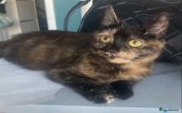 British Longhair cats for sale: Adorable British Longhair Kitten, 4 Months OId - Image 4