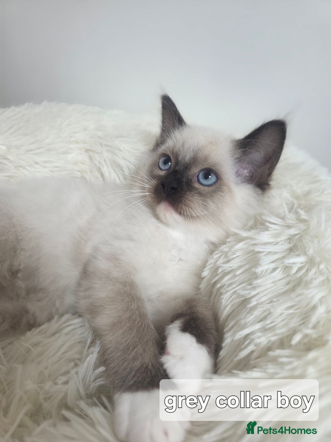 Ragdoll cats for sale: Stunning Ragdolls kittens  - Image 10