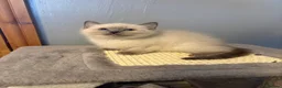 Ragdoll cats for sale: RAGDOLL X SNOWSHOE KITTENS - Advert 1