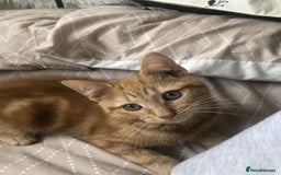 Mixed Breed cats for sale: Kittens for sale - Image 1