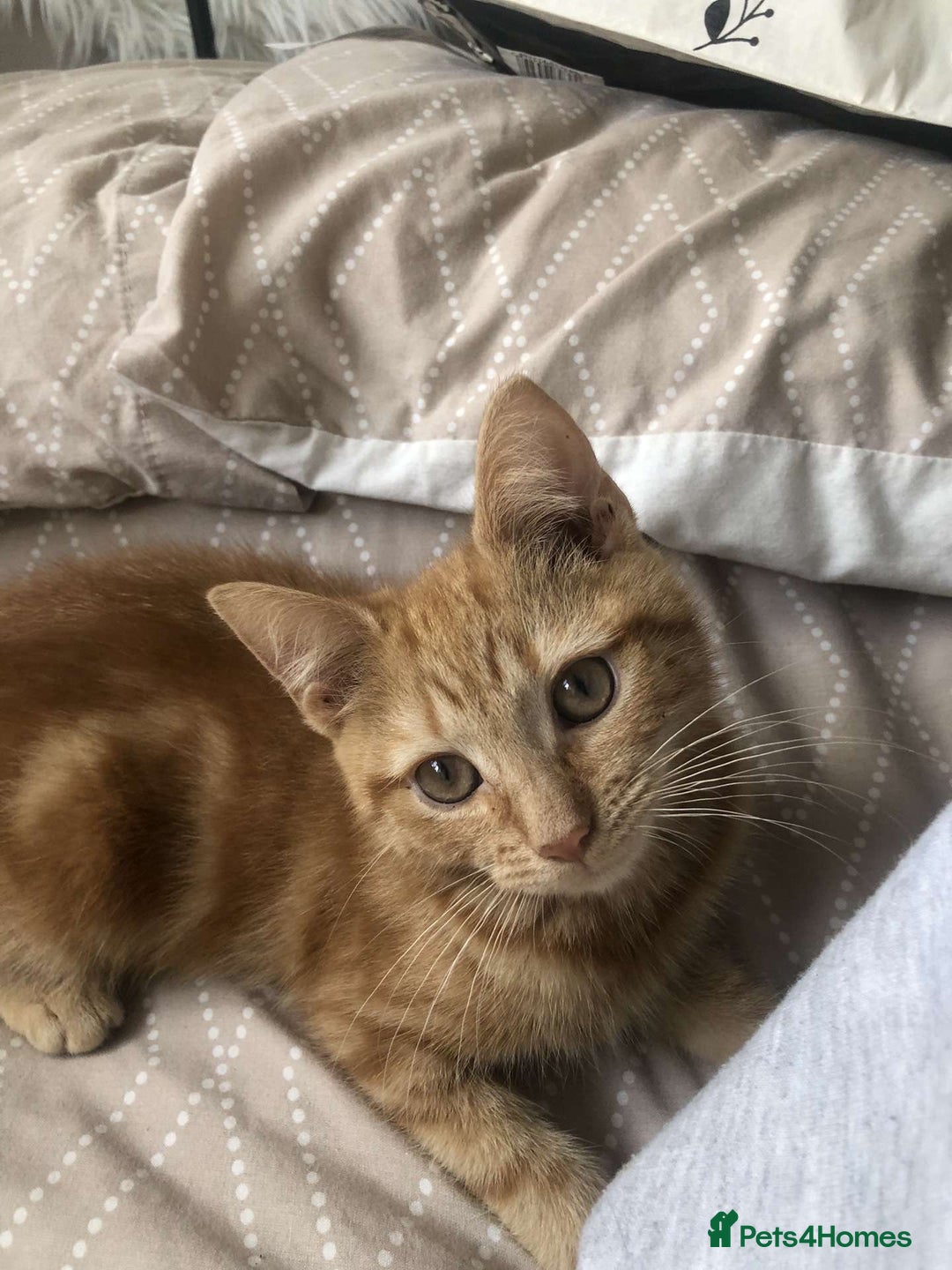 Mixed Breed cats for sale: Kittens for sale - Image 1