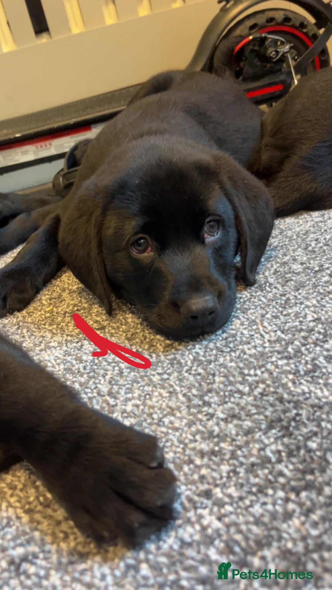 Labrador Retriever dogs for sale: READY NOW.Beautiful black KC registered Labradors  - Advert 6