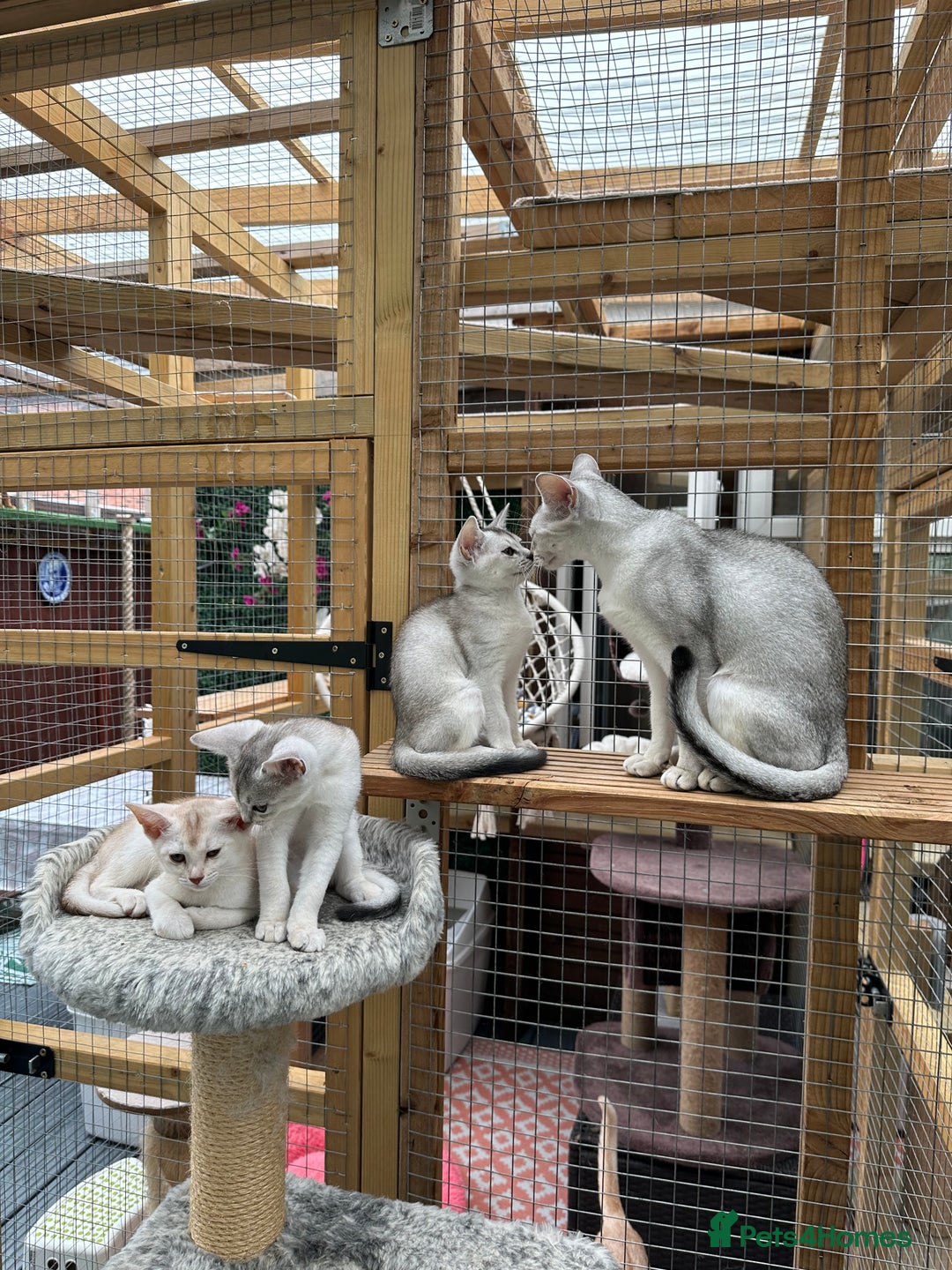 Abyssinian cats for sale: Pedigree Silver Abyssinian kittens - Image 1