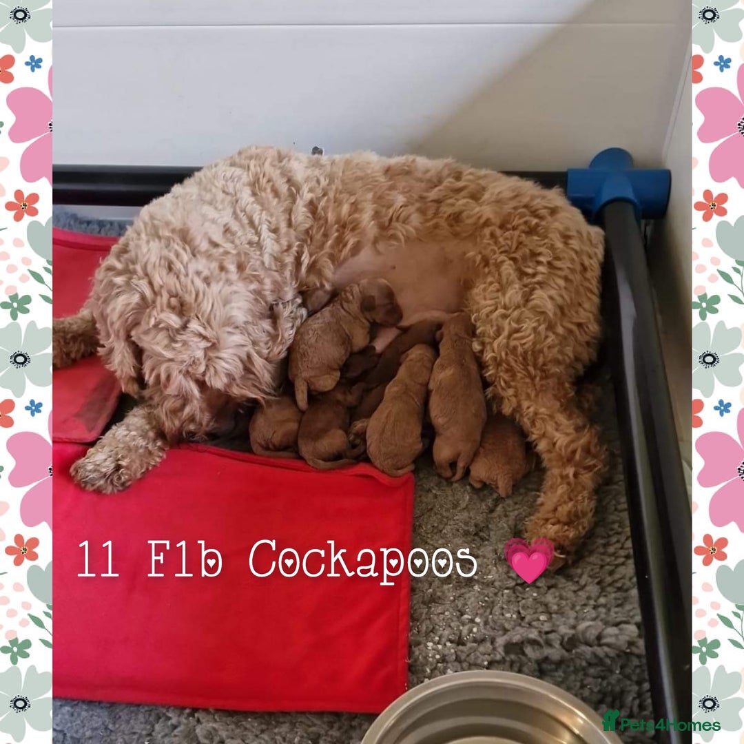 Cockapoo dogs for stud: Stunning proven KC reg Red Miniature Poodle in Cannock - Image 10