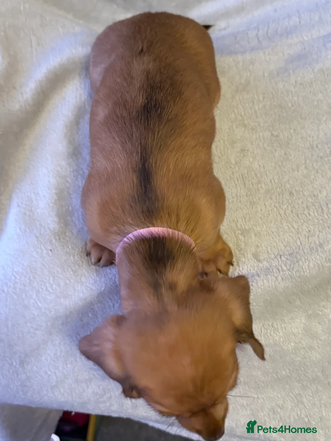 Miniature Dachshund dogs for sale: Ready now! KC miniature dachshund - Advert 23