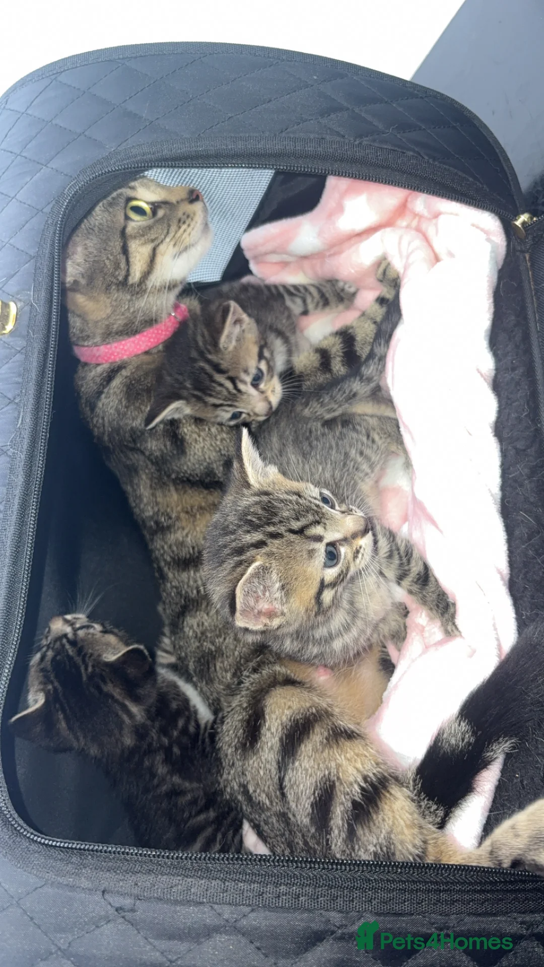 American Shorthair cats for sale: 3 Male Kittens looking for their forever home - Advert 7