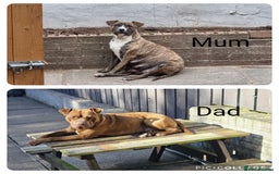 Staffordshire Bull Terrier dogs for sale: Puppies  - Image 9