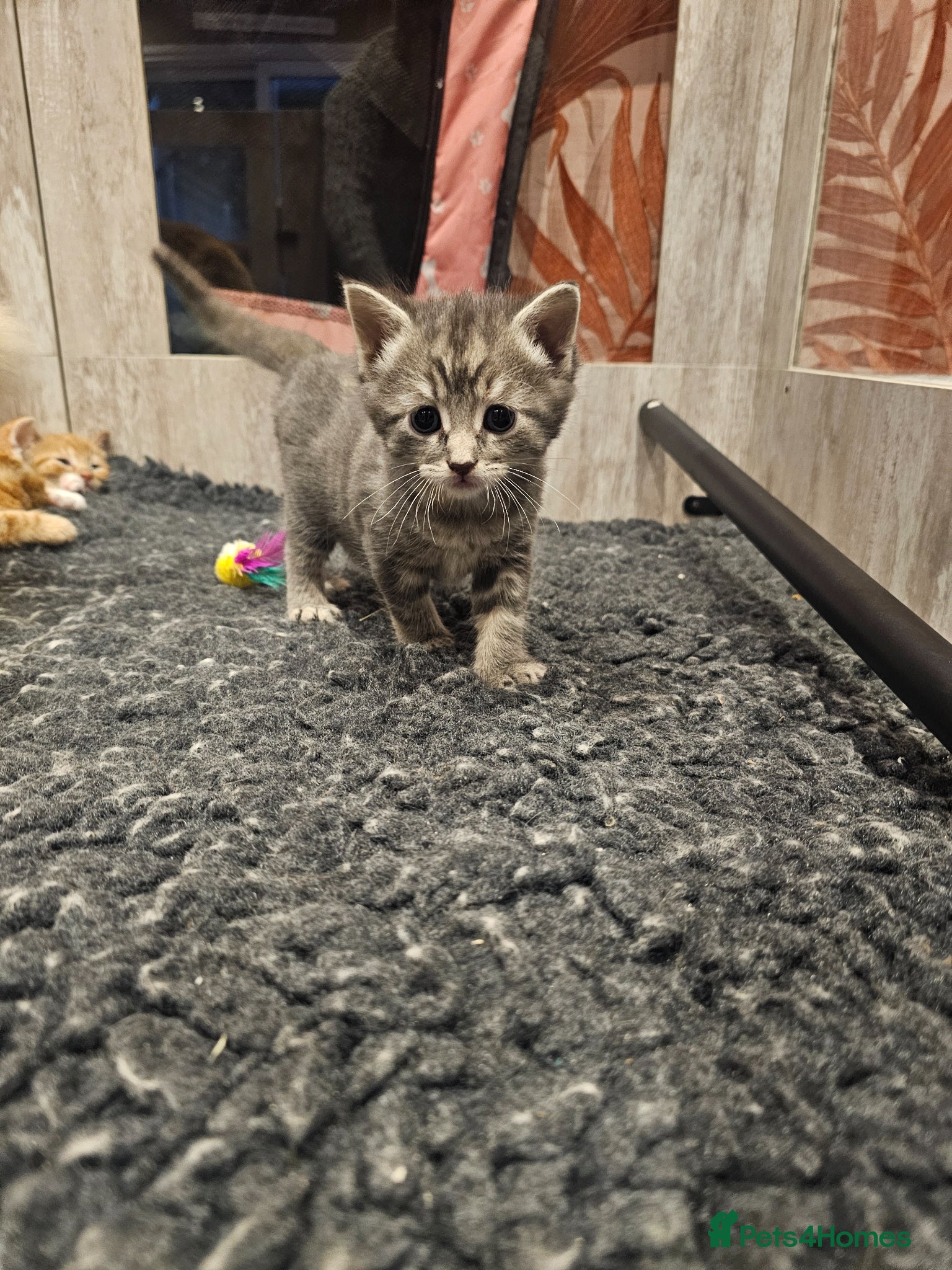 Mixed Breed cats for sale: Stunning Long Haired Kittens, rare colours🐾 💗 - Advert 8