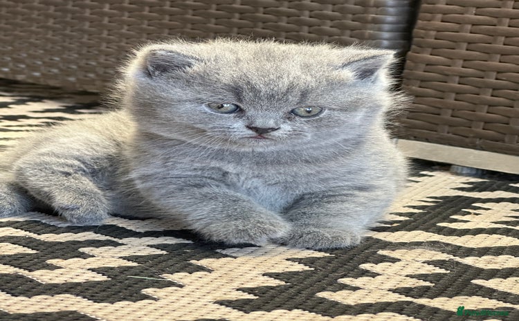 British Shorthair cats - Advert 7