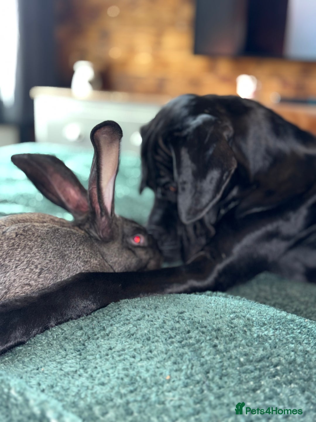 Cane Corso dogs for sale:  **  cane corso - Advert 4