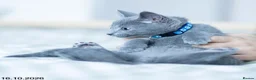 Russian Blue cats for sale: Adorable Russian Blue Kittens. - Advert 38