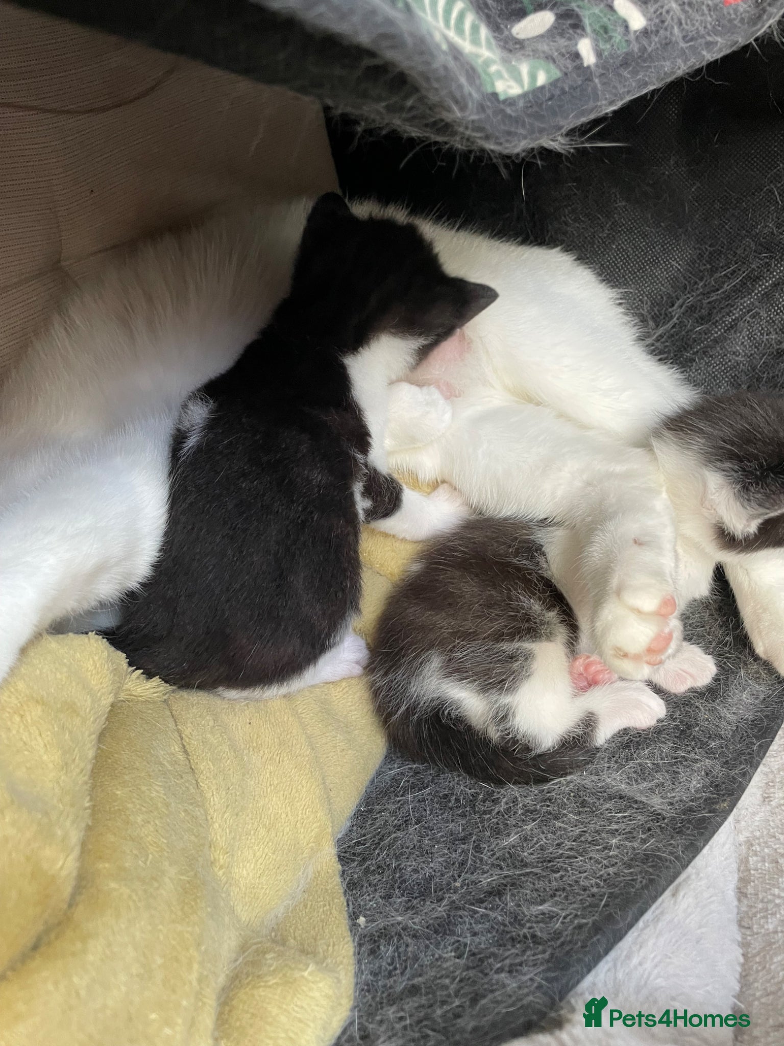 Mixed Breed cats Female kitten  - Advert 6
