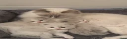 Ragdoll cats for sale: Stunning Tica Registered Ragdoll kittens  - Advert 1