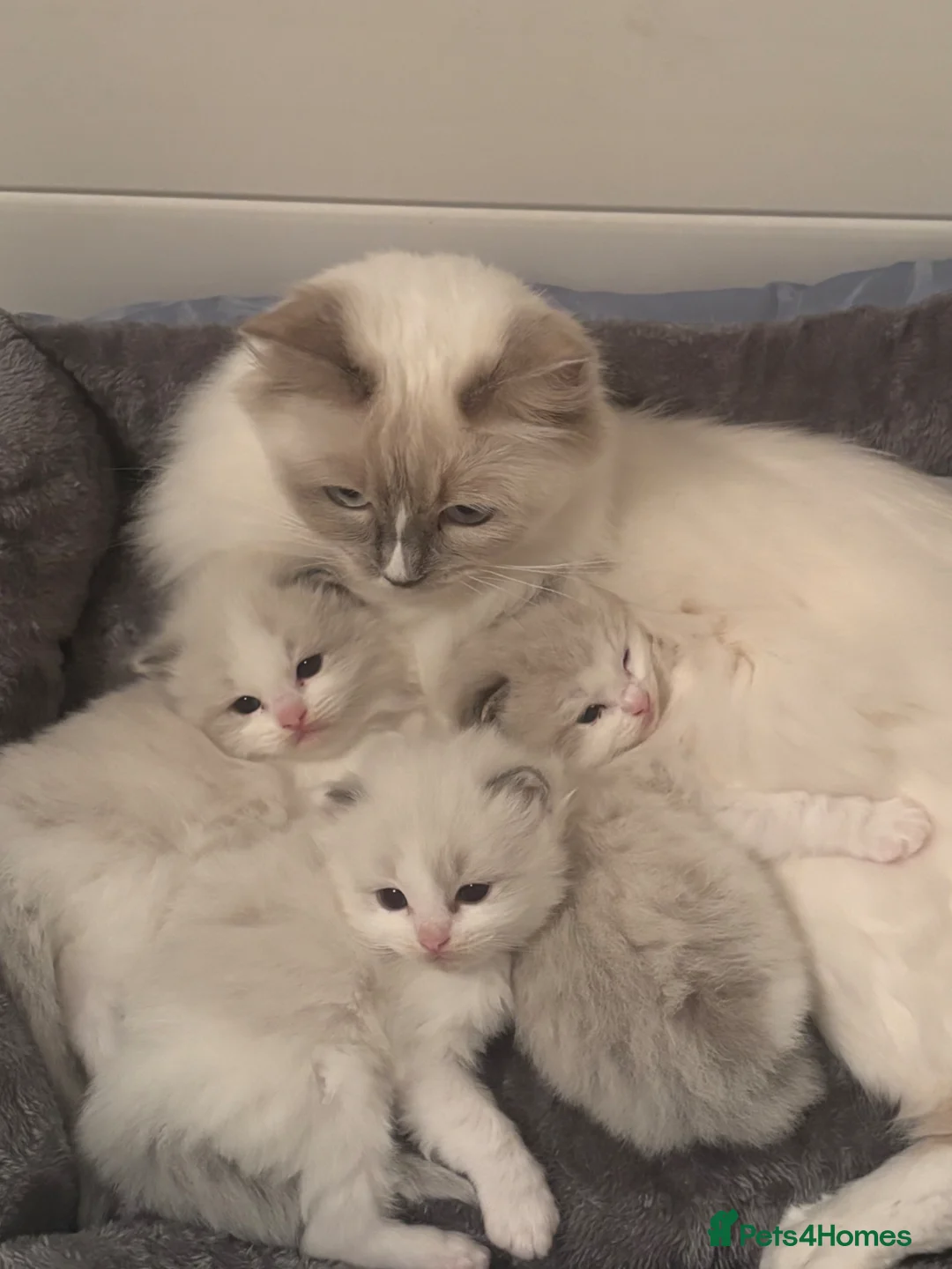 Ragdoll cats for sale: Stunning Tica Registered Ragdoll kittens  - Advert 1