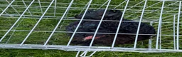 Chickens poultry for sale: Pair of brahmas - Advert 31