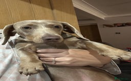 Dachshund dogs for sale: Winston - Image 2