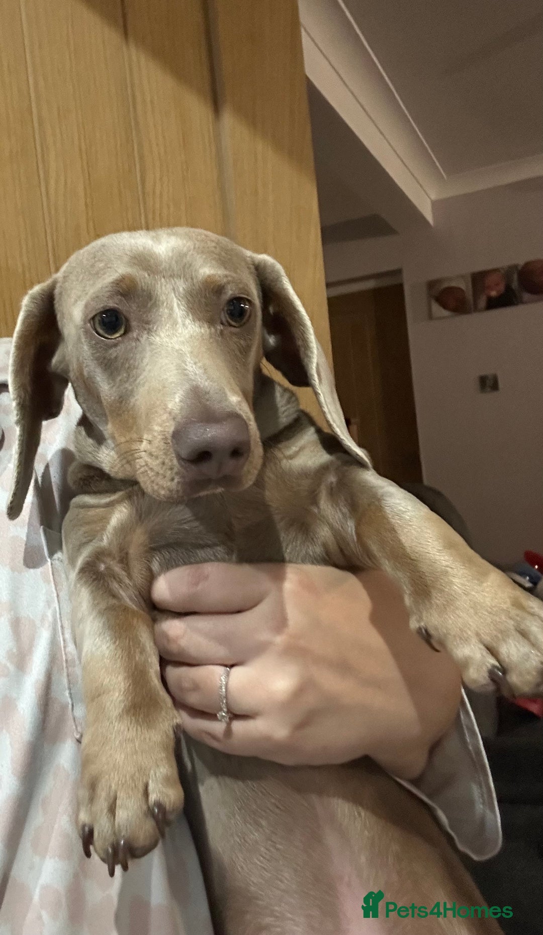 Dachshund dogs for sale: Winston - Image 2