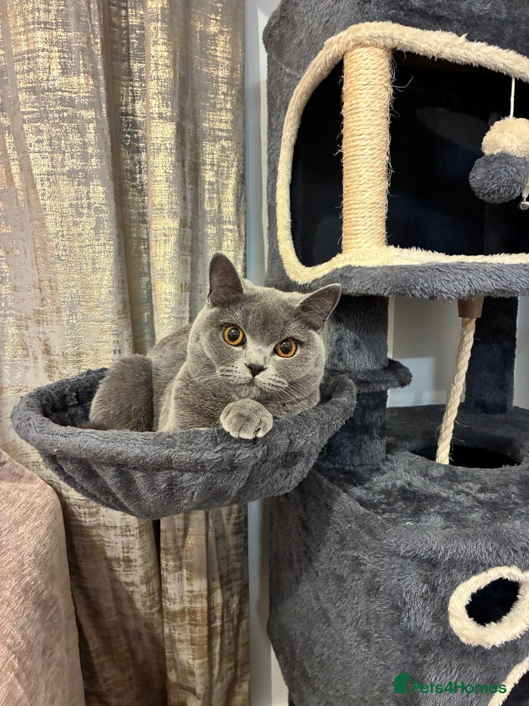 British Shorthair cats for sale: Blue British Shorthair Looking for a Loving Home💕 - Advert 4