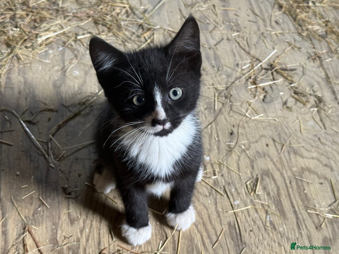 Mixed Breed cats for sale: 7 kittens now ready for their new home  - Image 7