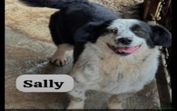 Mixed Breed dogs for adoption: 🐾🐾 SALLY🐾 SMALL AND SWEET GIRL READY FOR FAMILY - Image 1