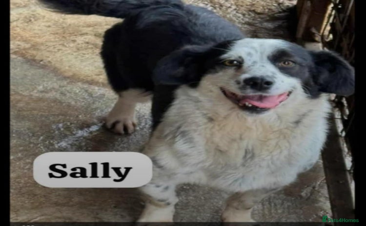 Mixed Breed dogs - Advert 9