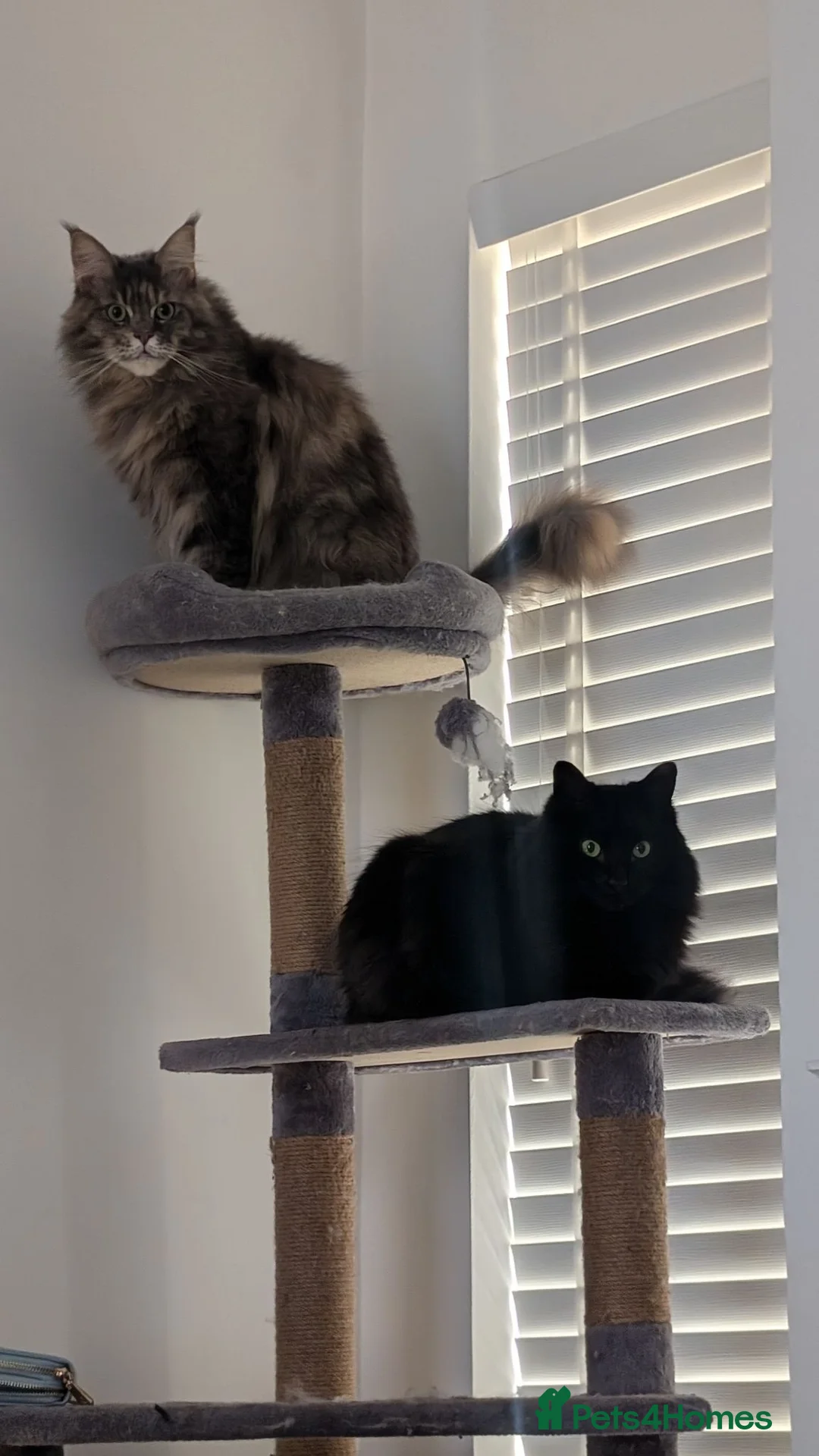 Maine Coon cats for sale: Indy - Maine coon  - Advert 8