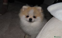 Pomeranian dogs for sale: Teddy bear Pomeranian- show style    - Image 5