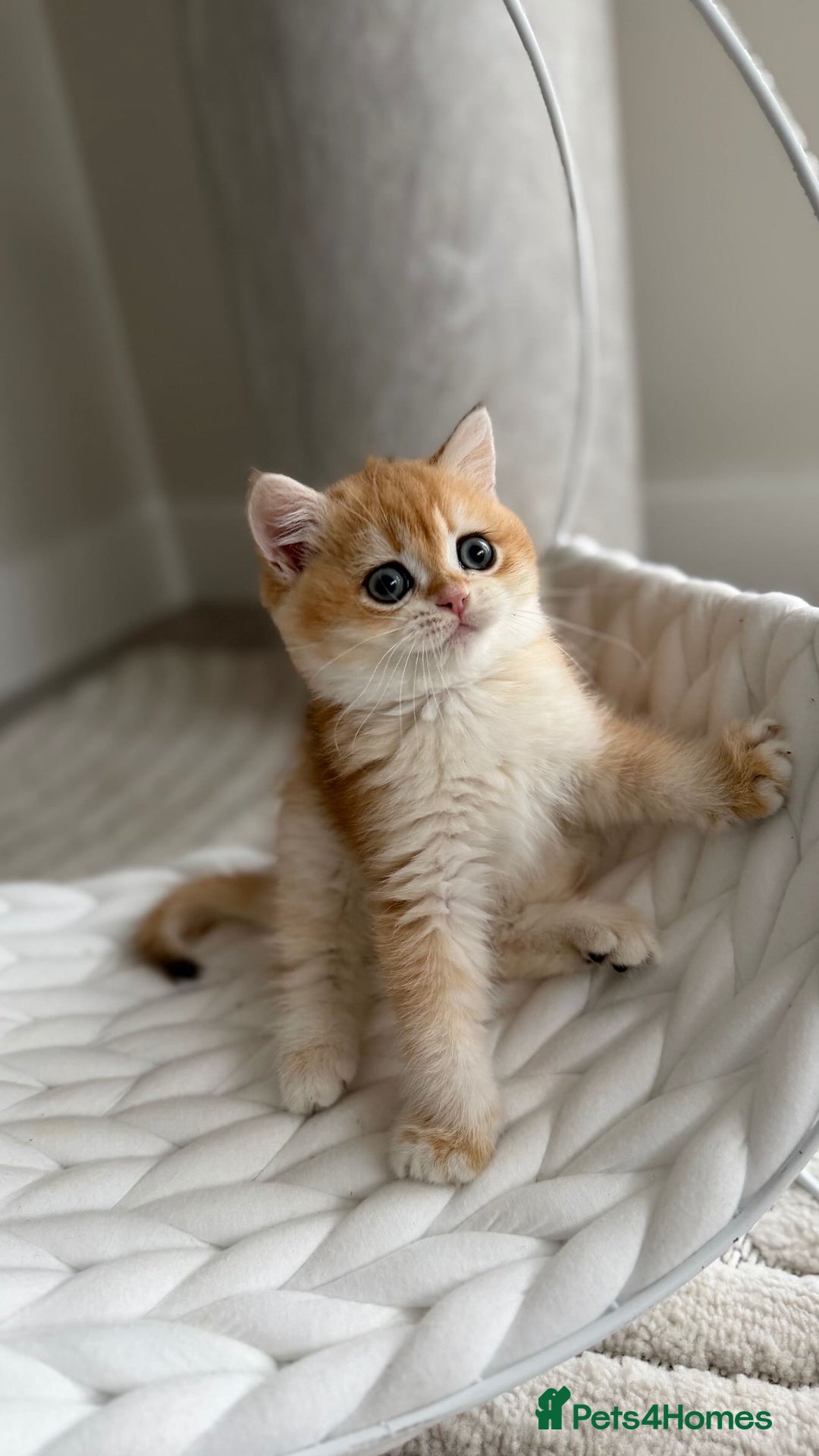 British Shorthair cats for sale: Golden British shorthair kittens  - Advert 6