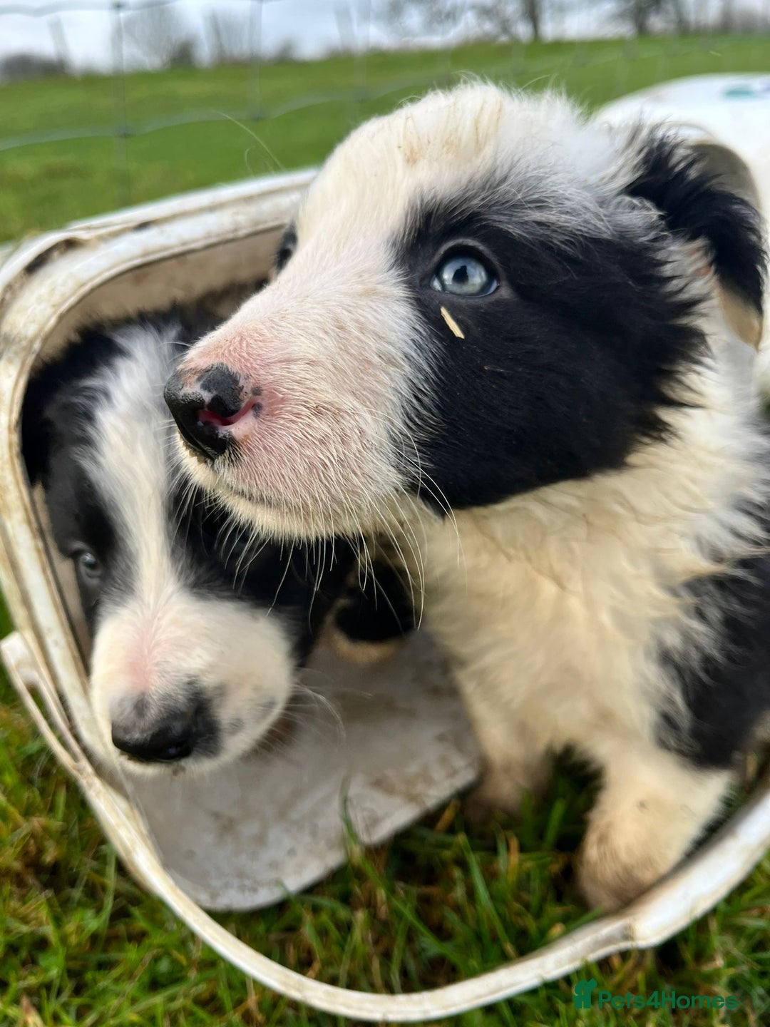 Border Collie dogs for sale: Border Collies - available for  **  - Advert 2