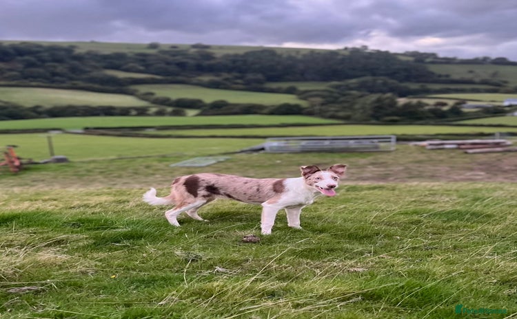 Smooth Collie dogs - Advert 1