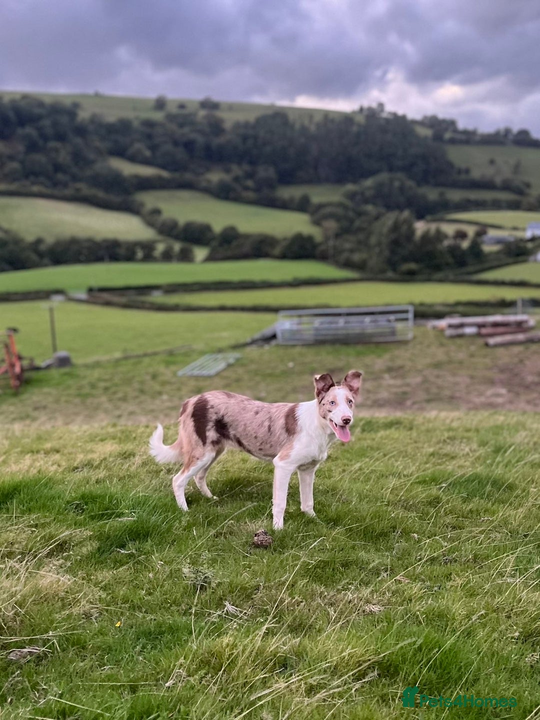 Smooth Collie dogs for sale: Red merle puppy - Image 1