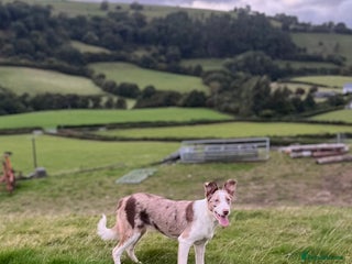 Smooth Collie dogs - Advert 3