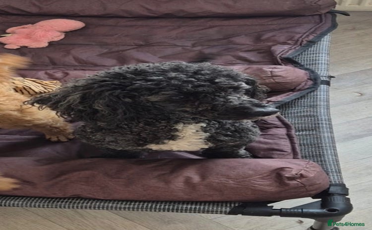 Miniature Poodle dogs - Advert 5