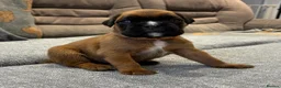 Boxer dogs for sale: Beautiful, KC registerd boxer puppies for sale - Advert 11