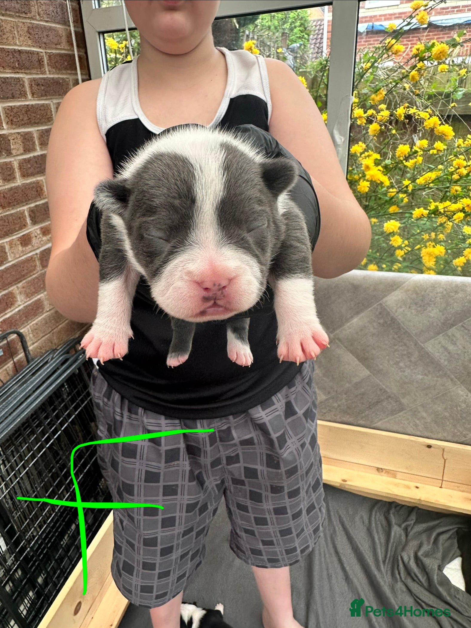 Mixed Breed dogs 7 American bulldog x French bulldog puppies  - Advert 2