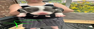 Mixed Breed Puppy 2
