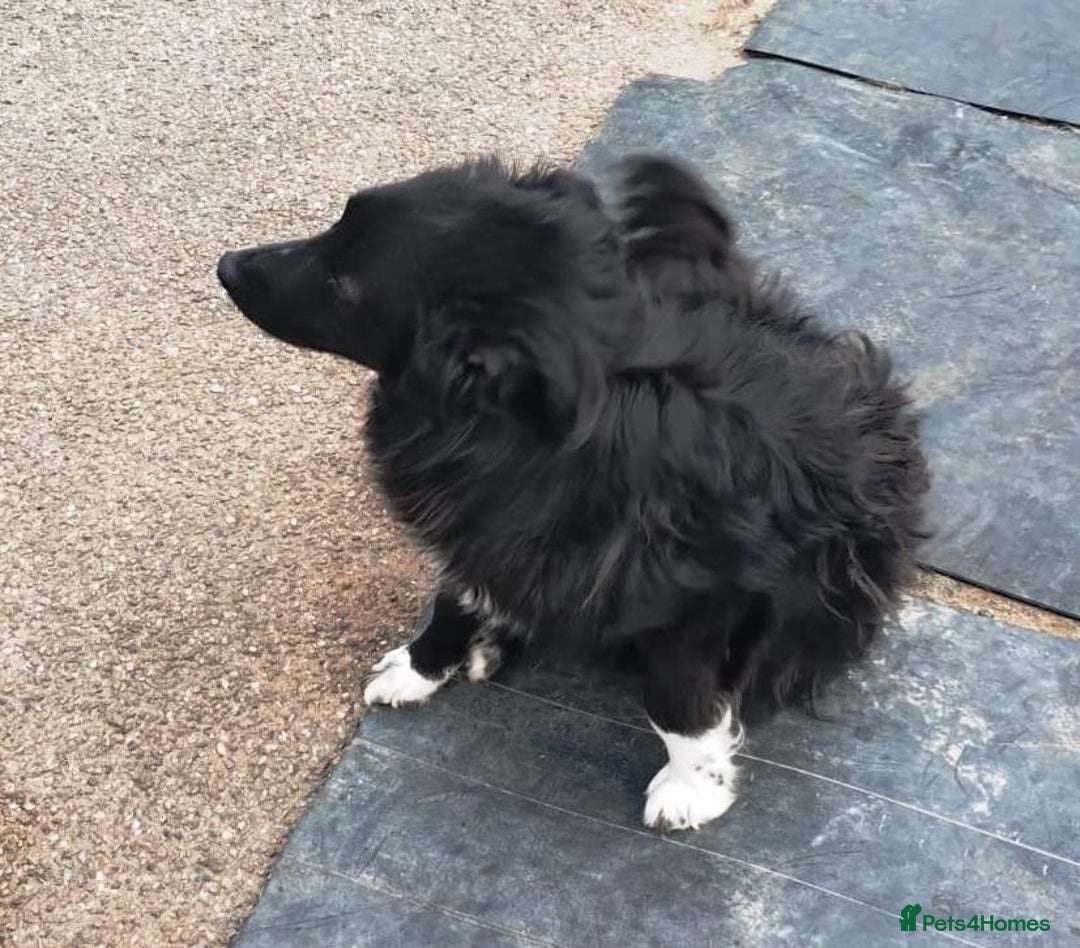 Mixed Breed dogs for adoption: Daisy, a Beautiful Soul - for a Loving Home - Advert 6