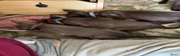 Burmese cats for sale: Burmese Kittens For Sale - Advert 14