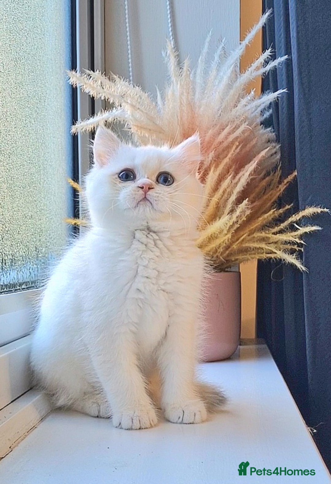 British Shorthair cats for sale: LAST KITTEN - Rare Golden Lilac Point BSH Girl - Advert 2