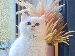 British Shorthair cats LAST KITTEN - Rare Golden Lilac Point BSH Girl - Advert 12