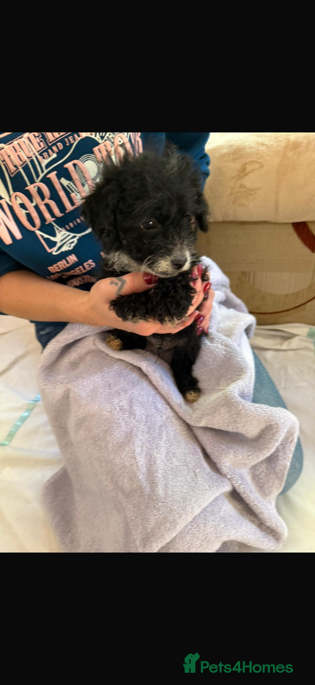 Jackapoo dogs for sale: 5 beautiful jackapoos - Image 7
