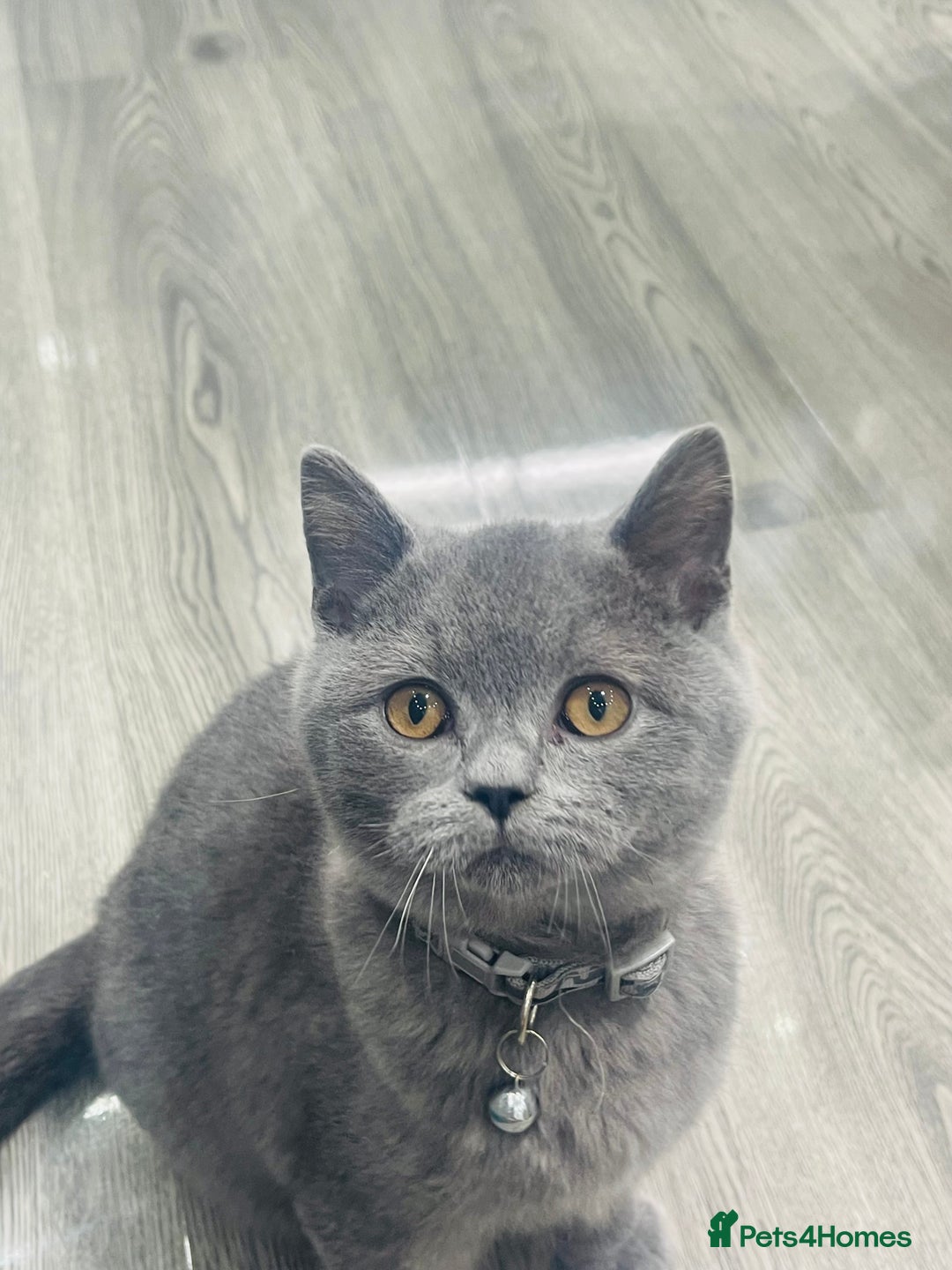 British Shorthair cats for sale: Beautiful Blue Chunky British Shorthair Girl! - Advert 1