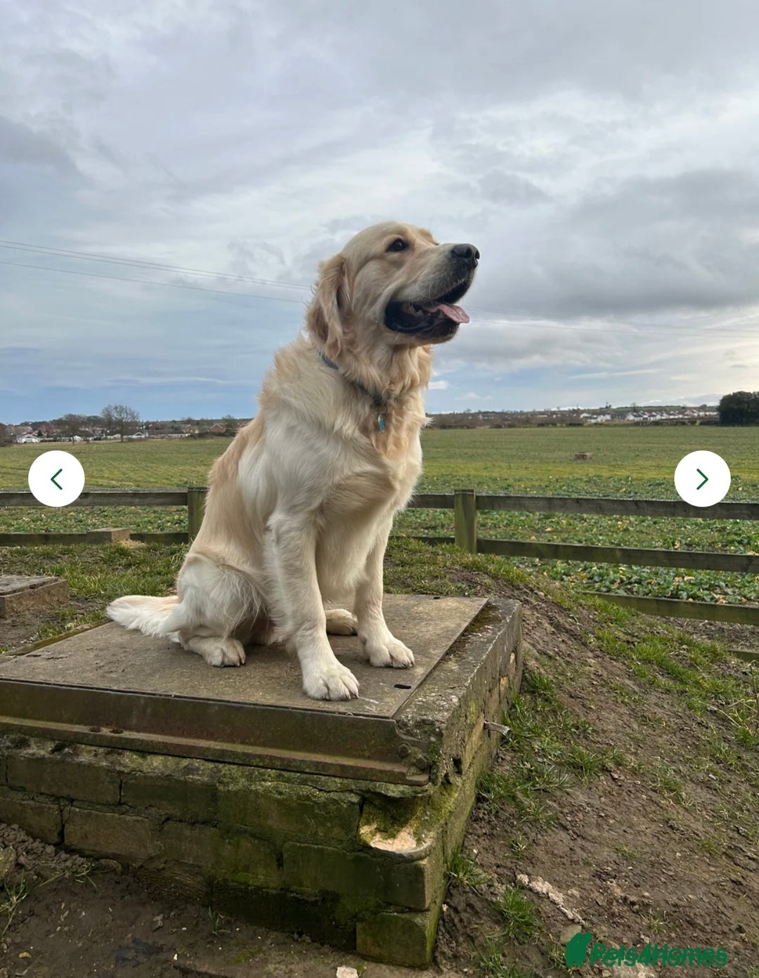 Golden Retriever dogs for sale: 4 stunning golden retriever puppies for sale - Image 5