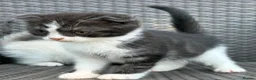 Scottish Fold cats for sale: Scottish fold x BSH - Advert 9