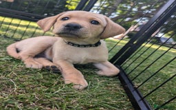 Labrador Retriever dogs for sale: KC Labrador puppies Ready now 🐾Fully vaccinated  in Skegness - Image 7