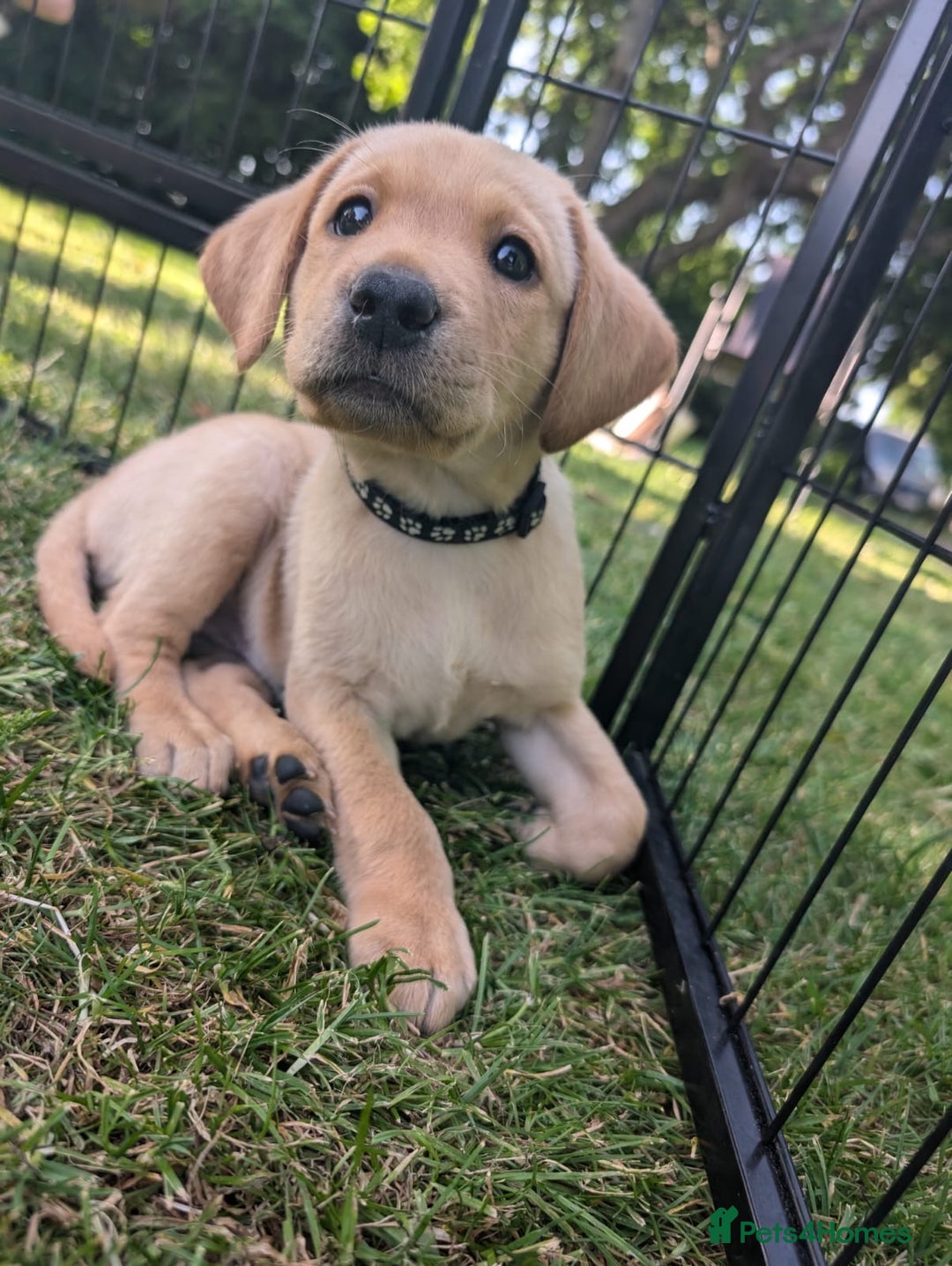 Labrador Retriever dogs for sale: KC Labrador puppies Ready now 🐾Fully vaccinated  in Skegness - Image 7