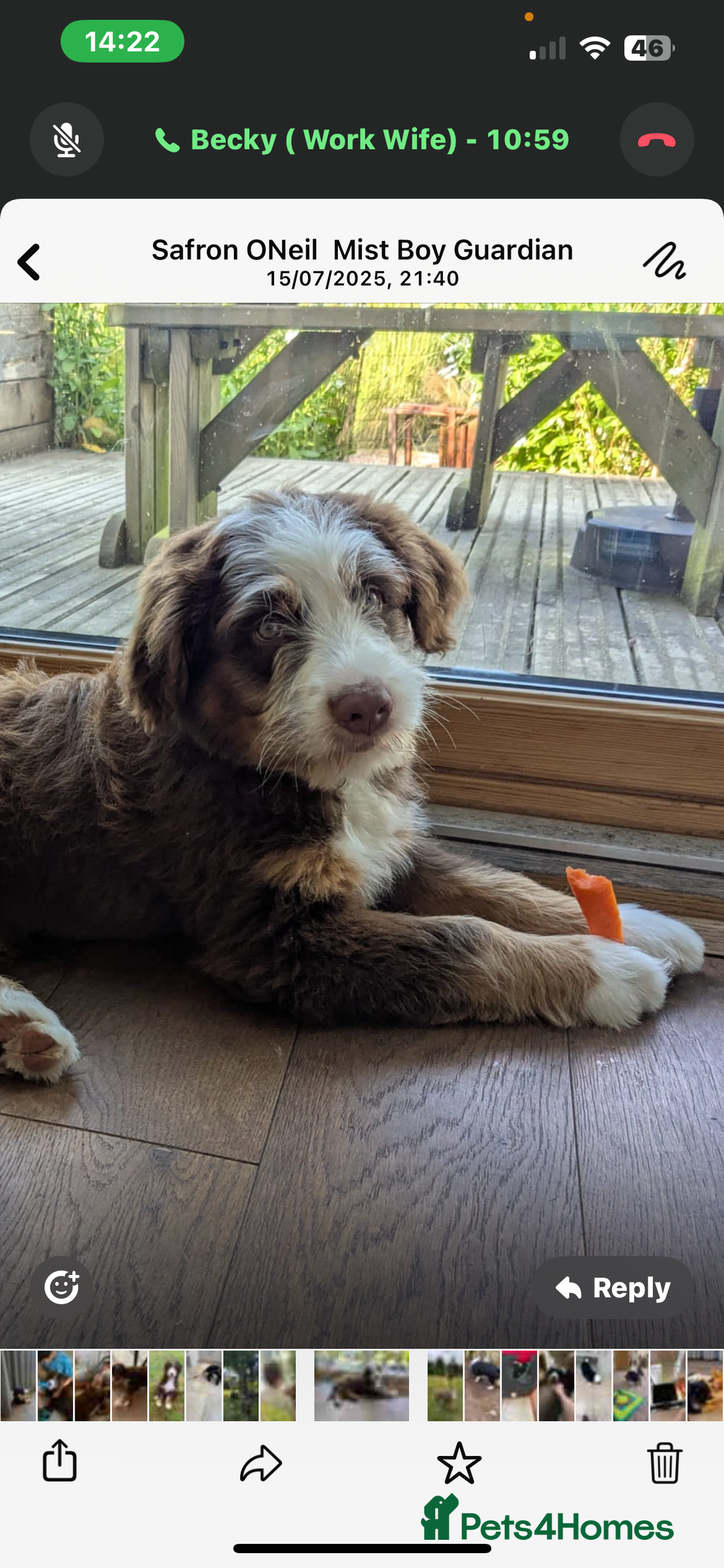Bernedoodle dogs for sale: Curtabemdoodles Bernedoodles  - Image 5