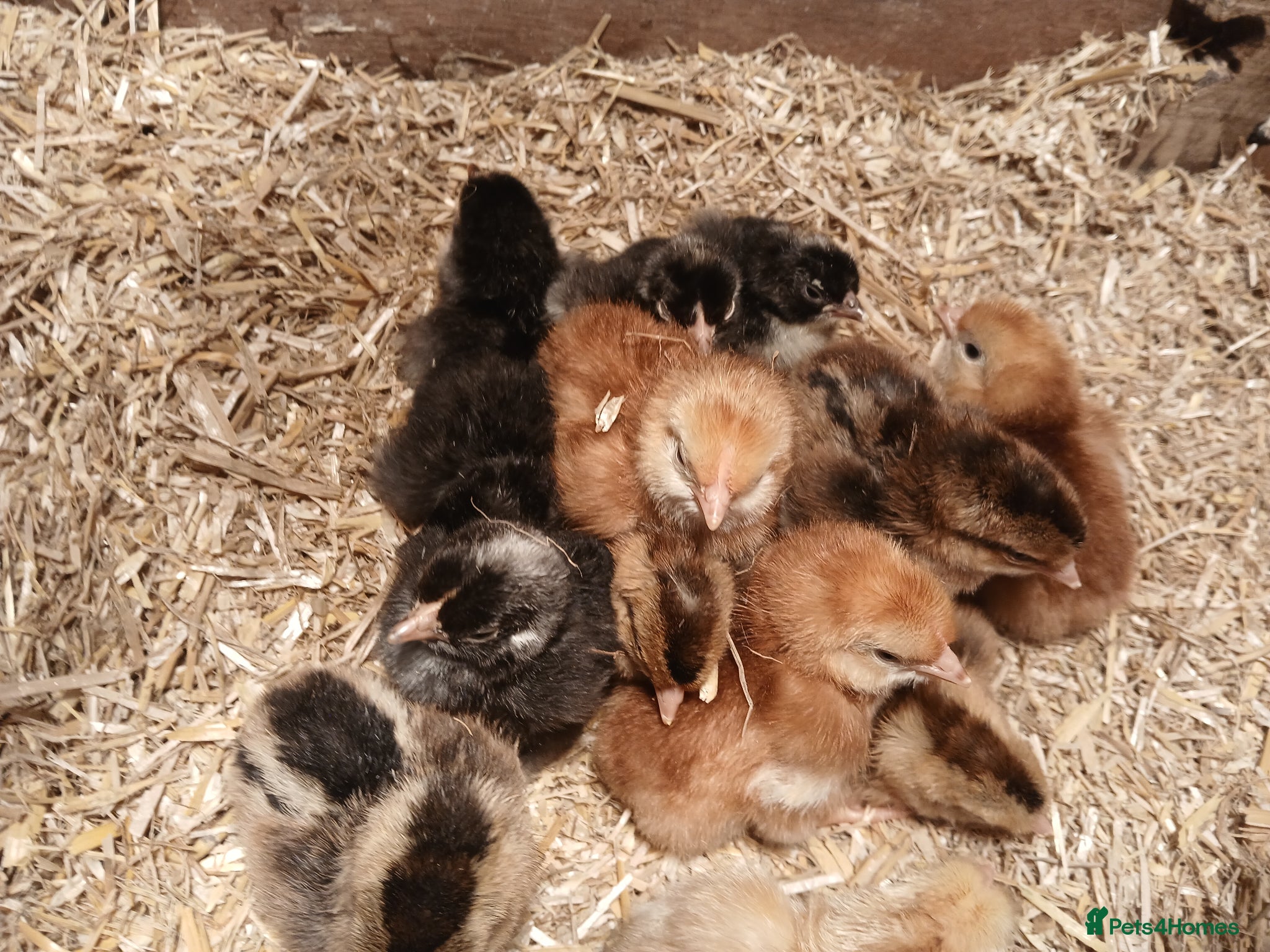 Chickens poultry Day old chicks available - Advert 15