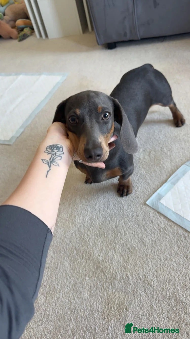Miniature Dachshund dogs Milo  - Advert 12