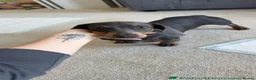 Miniature Dachshund dogs for sale: Milo  - Advert 1